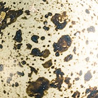 Close-up of Biscuit's tan speckled egg shell