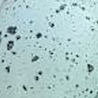 Close-up of Clementine's blue speckled egg shell
