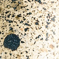 Close-up of Juniper's tan speckled egg shell