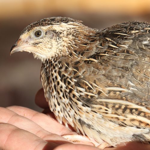Clementine, a brown mottled quail hen, held in a hand