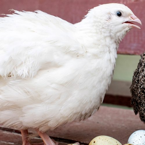 Willow, an all-white quail hen